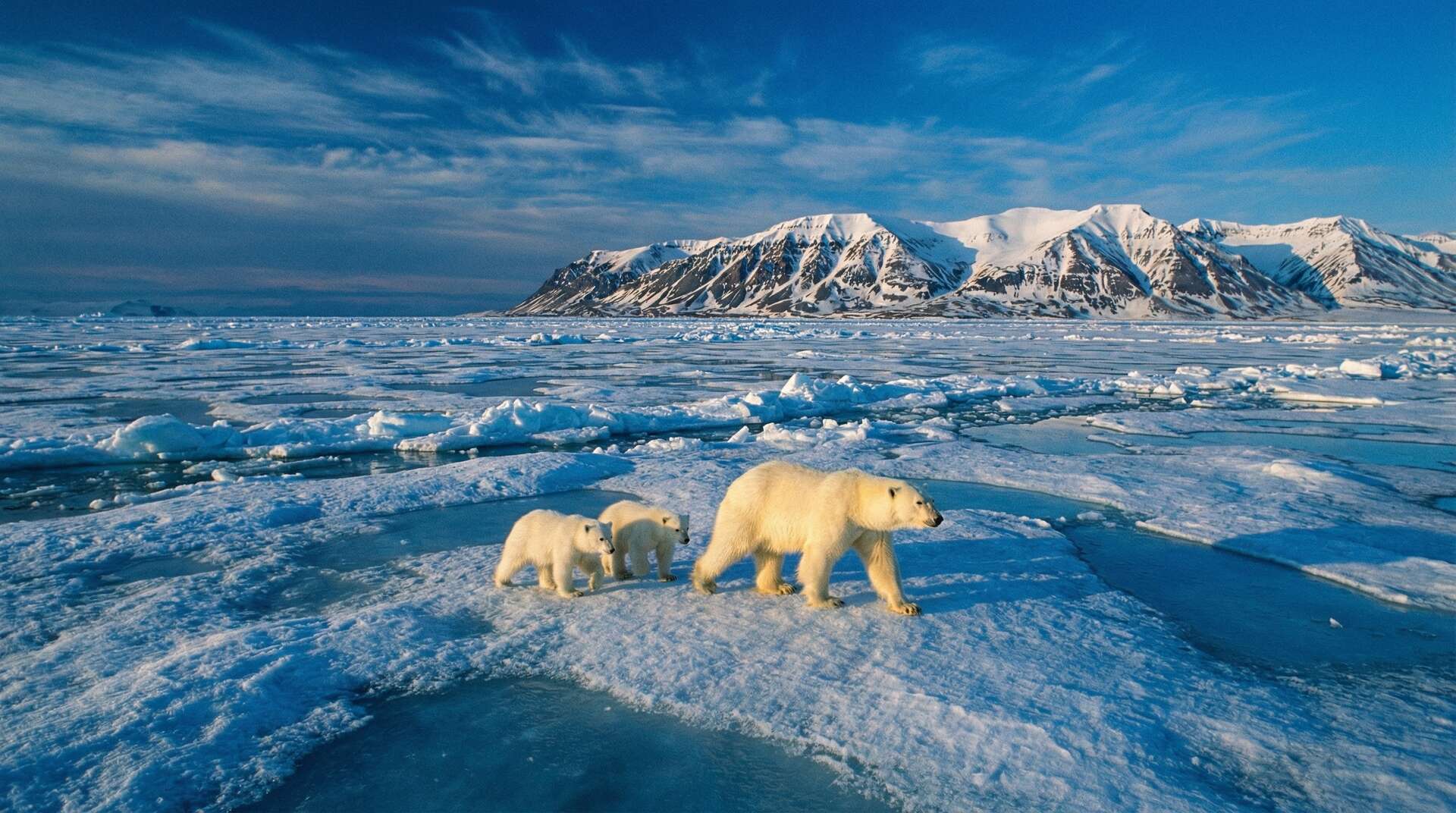 探花北极熊视频